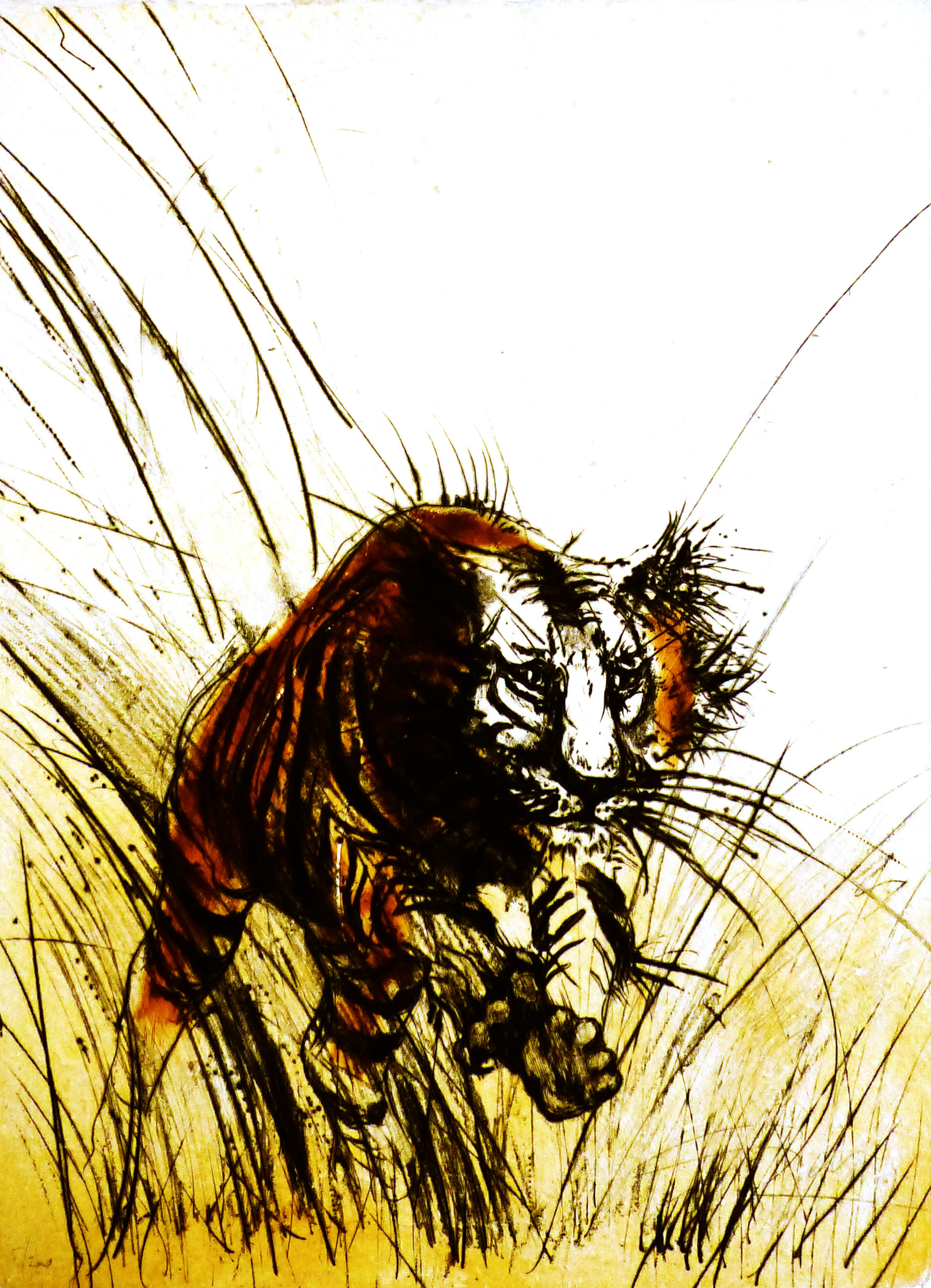 guiny-tigre-gravure